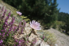 Crepis purpurea