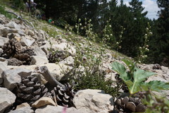 Scrophularia exilis