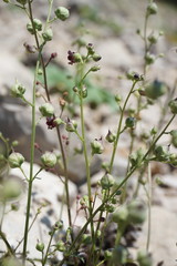 Scrophularia exilis