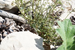 Scrophularia exilis