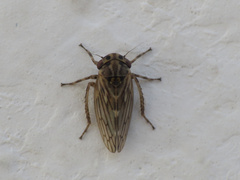 Anaceratagallia