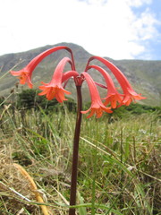 Cyrtanthus angustifolius