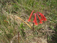 Cyrtanthus angustifolius