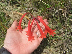 Cyrtanthus angustifolius