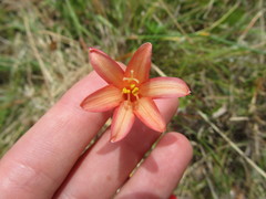Cyrtanthus angustifolius