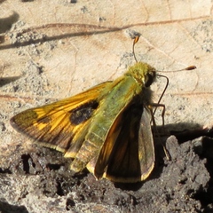 Atalopedes campestris huron