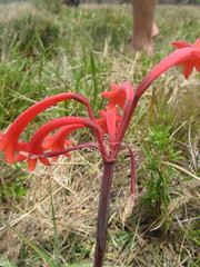 Cyrtanthus angustifolius