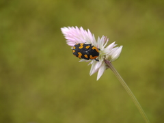 Clinteria klugi
