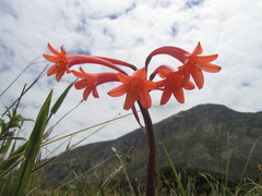 Cyrtanthus angustifolius