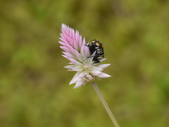 Clinteria klugi