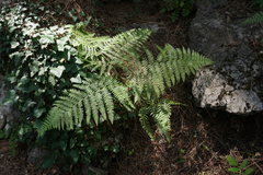 Pteridium tauricum