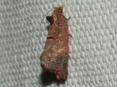 Glyphidoptera insignana