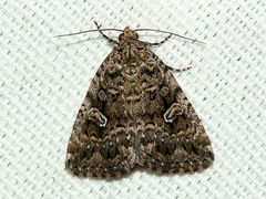 Condicinae