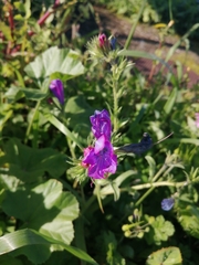 Echium plantagineum