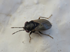 Geocoris pallidipennis