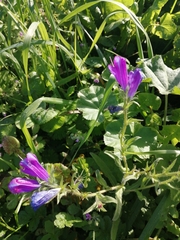 Echium plantagineum