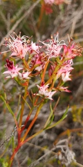 Serruria meisneriana