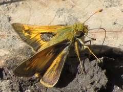 Atalopedes campestris huron