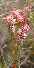 Serruria meisneriana