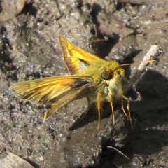 Atalopedes campestris huron