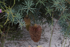 Banksia nutans