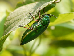 Sternocera