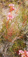 Serruria meisneriana