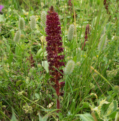 Orobanche foetida
