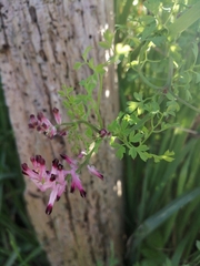 Fumaria officinalis