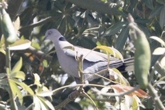 Streptopelia decipiens logonensis