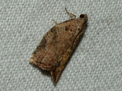 Meritastis laganodes