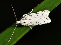 Izatha hudsoni