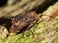 Syrphetodes marginatus