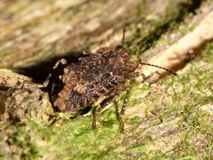 Syrphetodes marginatus