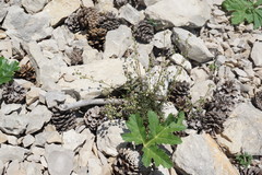 Scrophularia exilis