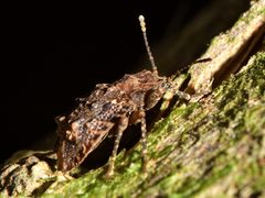 Syrphetodes marginatus