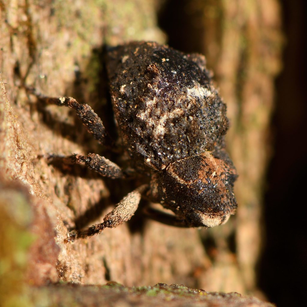 Clypeolus cineraceus
