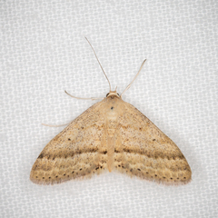 Scopula lydia