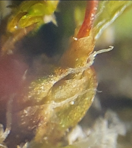 Image of Pterygoneurum ovatum by no rights reserved