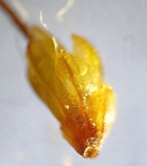 Pterygoneurum ovatum