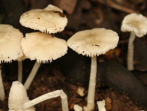Termitomyces microcarpus