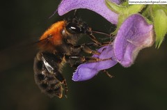 Bombus longipes