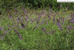 Salvia miltiorrhiza