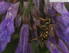 Polistes chinensis
