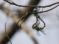 Anax immaculifrons