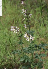 Salvia miltiorrhiza