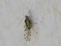 Therioaphis