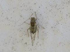 Therioaphis