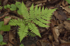 Athyrium spinulosum