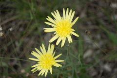 Scorzonera angustifolia